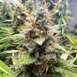 Sweet Cheese Auto