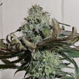 Sweet Cherry Pie
