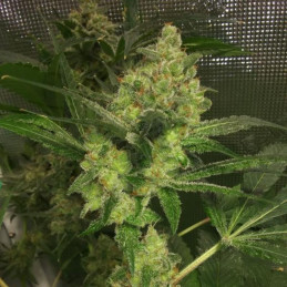 AK-49 Auto