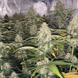 Brainkiller Haze
