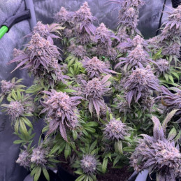 Dark Star x AK-49