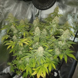 Doctor Jamaica