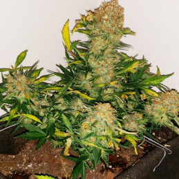 NY Diesel