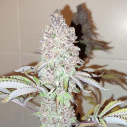 Vision Gelato Auto