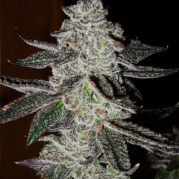 Vision Kush Auto