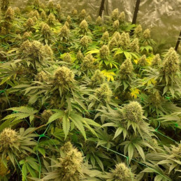 Gelato 420