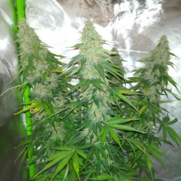 Nicole Hindu Kush