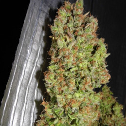 Skunk 1 Automatic