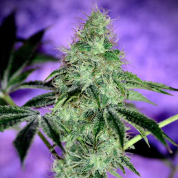 Mazar X White Rhino