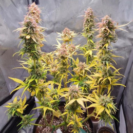 Vanilla Ice Auto
