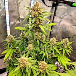 Misty Gorilla Auto