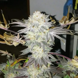 Gelat.OG Auto