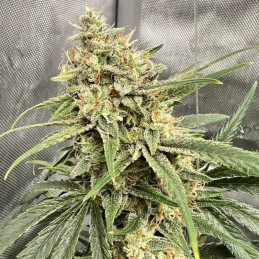 semi di cannabis haze thcv