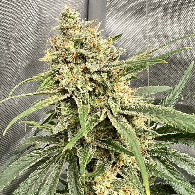 semi di cannabis haze thcv