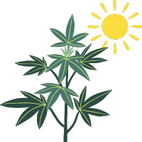 Semi di Cannabis Outdoor (all’aperto) - BestCannabisSeeds.it