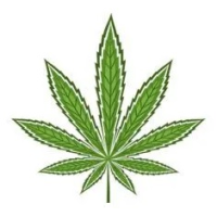 Semi di Cannabis Sativa - BestCannabisSeeds.it