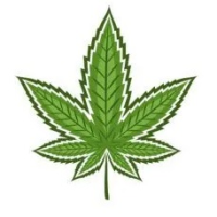 Semi di Cannabis Indica - BestCannabisSeeds.it