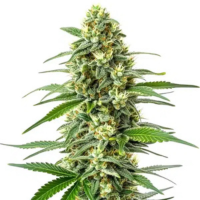 Afghan – varietà iconiche di cannabis ideali per il relax